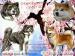 Akita inu s pp - Prodej