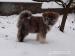Akita inu s pp - Prodej