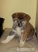 Akita inu s pp - Prodej