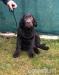 Labradorský retriever s pp - Predaj