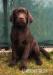 Labradorský retriever s pp - Predaj