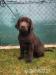 Labradorský retriever s pp - Predaj
