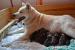 Štěňata Akita inu - Prodej