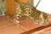 bengálský leopardí kocour na krytí - Prodej