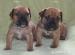 boerboel štěňata s FCI PP - Prodej