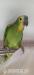 Papuga Amazonka - Sprzedaż