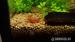 Krevety Neocaridina davidi - Predaj