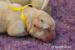 Labrador retriever - šteniatka s rodokmeňom s PP - Predaj