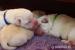Labrador retriever - šteniatka s rodokmeňom s PP - Predaj
