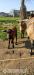 Kamerunská ovce - Prodej