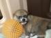 Shiba Inu s PP - Predaj