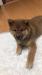Shiba Inu s PP - Predaj