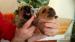 Norfolk Terrier - Prodej