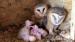 Sova pálená - Tyto alba - Prodej