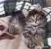 Kurilský bobtail s PP - koťátka - Prodej