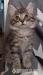Kurilský bobtail s PP - koťátka - Prodej