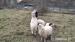Chovné stádo valašských ovcí - Prodej