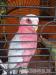 Kakadu ružový - Predaj
