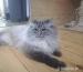 Ragdoll s PP  - Prodej
