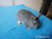 Prodám mláďata zakrslých králíčků  - Prodej