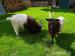 Chovný pár Walliserské kozy - Prodej