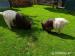 Chovný pár Walliserské kozy - Prodej