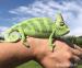 Chameleon jemenský - Prodej