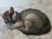 Nymeria z FUNDACJI MIASTO KOTÓW - Podarunek