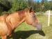 Appaloosa klisna - Prodej