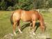 Appaloosa klisna - Prodej