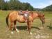 Appaloosa klisna - Prodej