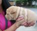 Sharpei,Shar-pei,Sharpej - Predaj