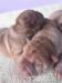 Sharpei,Shar-pei,Sharpej - Predaj