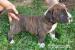 American bully  - Predaj