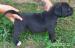 American bully  - Predaj