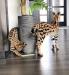 Kocięta F1 Savannah do adopcji - Sprzedaż