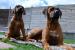 Rhodéský Rhodesian Ridgeback - Prodej