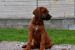 Rhodéský Rhodesian Ridgeback - Prodej