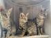 Savannah cats F4 na predaj  - Predaj