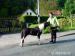 Falabella valášek / minihorse - Prodej