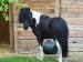 Falabella valášek / minihorse - Prodej
