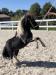 Falabella valášek / minihorse - Prodej