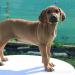 Rhodesian ridgeback - Predaj