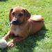 Rhodesian ridgeback - Predaj