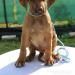 Rhodesian ridgeback - Predaj