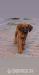 Rhodesian ridgeback - Predaj