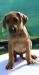 Rhodesian ridgeback - Predaj