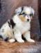 Australian Shepherd - Sale