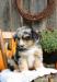 Australian Shepherd - Sale