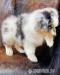 Australian Shepherd - Sale